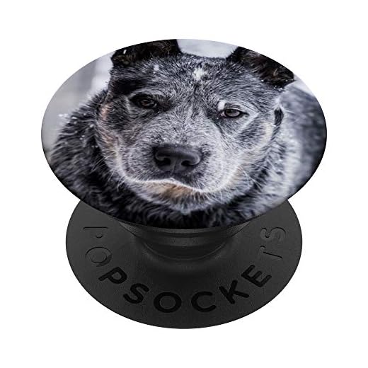 Australian Stumpy Tail Cattle Dog