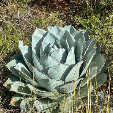 yqzAgave ParrasanaAKxEpTi qT [sAi]