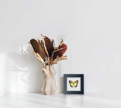 Miniatura 6 de Taxidermia de mariposa enmarcada, caja de sombra de espécimen de mariposa, exhibición de mariposa real de insectos, decoración de estante de mesa