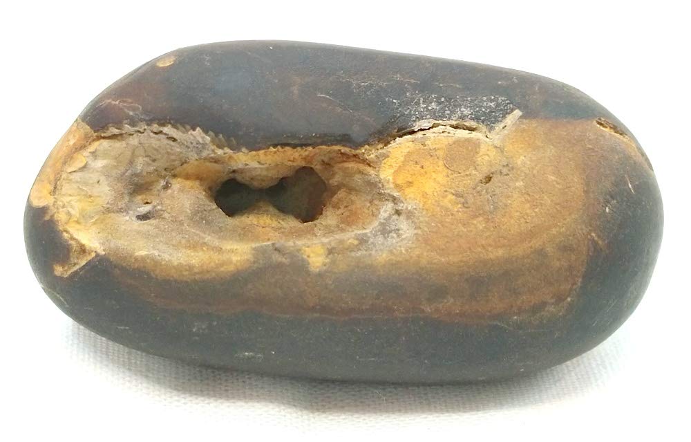 Rudrakshguru Parshuram Shaligram