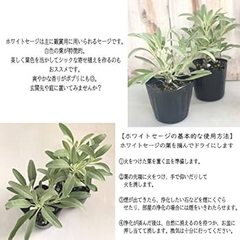 苗ページです！ 楽天市場】クズ 10.5cmポット 10本 苗 : トオヤマグリーン