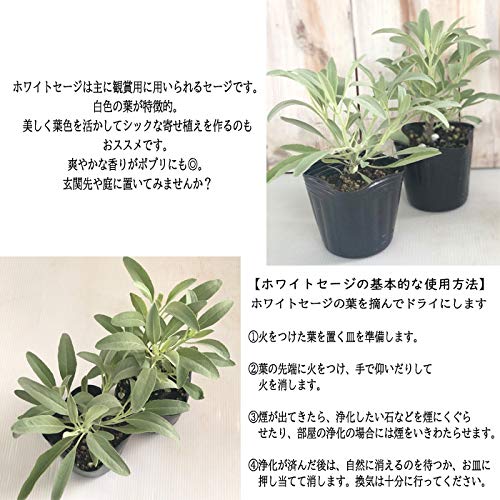 Amazon.co.jp: カリフォルニア ホワイトセージ 苗 2個セット 9cmポット