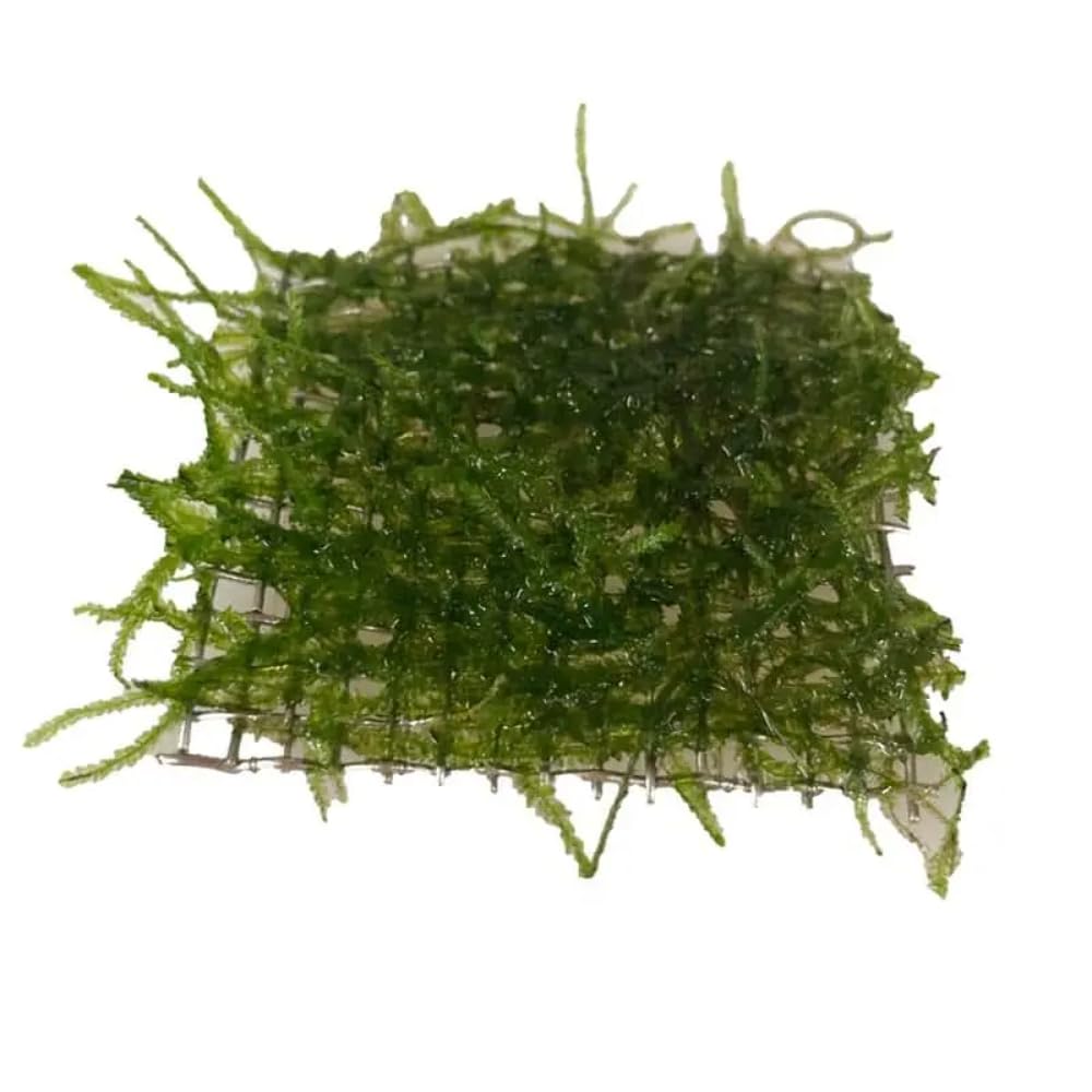 Aqua Essentials Taxiphyllum barbieri (java moss) Scapers Pad