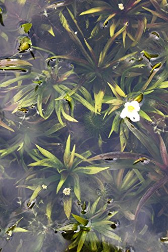 WASSERPFLANZEN WOLFF - Klärpflanze! - Stratiotes aloides - Krebsschere - Wasseraloe - heimisch - winterhart