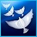 Dove BalloonsPack of 10 are 100% Biodegradable Perfect for Ceremonies Weddings Birthday and More. Huge White Balloons are Eco-Friendly and Can Float in Sky for More Than 20 Hours with Helium.