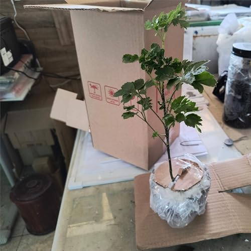 Mudas de Árvore da Felicidade Ornamental Pronta para Embelezar seu Espaço Exterior ou Interior