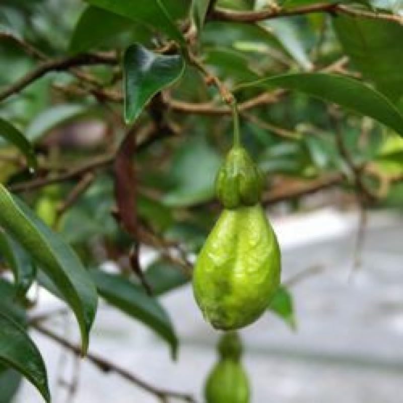 Mphmi Seedless Plant Indoor Plants Krushnaguru - Aquilaria sinensis (B0CVVRFSVZ) Amazon Price History, Amazon Price Tracker