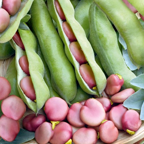 Bean (Broad) Seeds - Karmazyn