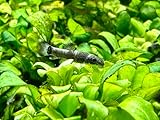JungleAquashrimp Panda Garra Juvenile 0.75'-1' (2cm) Nano Fish Live Arrival Freshwater Fish Aquarium Garra Flavatra (2 Fish)