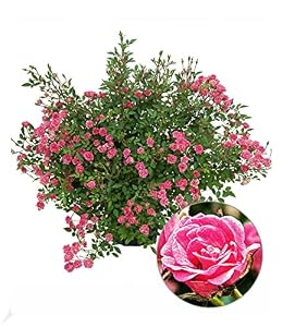 Baldur Garten Lilly Rose Wonder5, 1 Pflanze