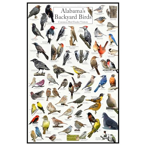 Where's Wildlife Alabama's Backyard Birds Poster - Alabama Bird Chart Highlighting Birds At Your Bird Feeder (12' x 18')