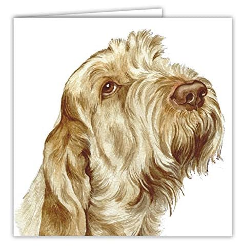 Italian Spinone Dog Art Card / Greetings Card (AC-77) Cover