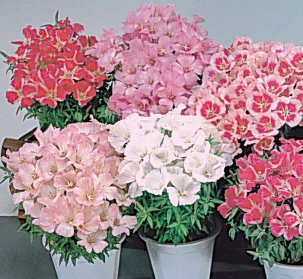 PLANTOGALLERY Flower Seeds | Godetia Mix Color Flower Seeds For Home Gardening (100 seeds Pack) (B09BG1Z98D) Amazon Price History, Amazon Price Tracker