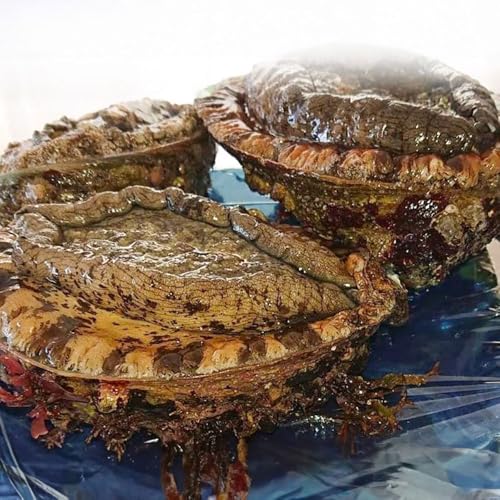 八峰町アワビ 1kg あわび 冷凍 真空パック 秋田県八峰町産