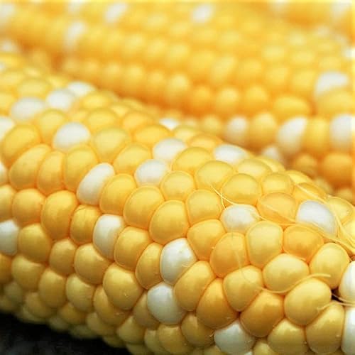 Maíz, BI-Color, mantequilla y azúcar, reliquia, 50 semillas, una delicia bicolor