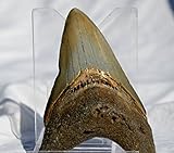 REAL Large Megalodon Shark Teeth from North Carolina 3.6