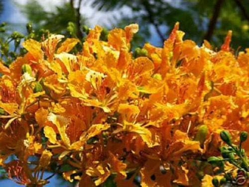 Amarillo FLAMBOYAN (BOG) Royal Poinciana DELONIX REGIA 10 semillas, suculentas, cactus disponible en Yaxa El Salvador