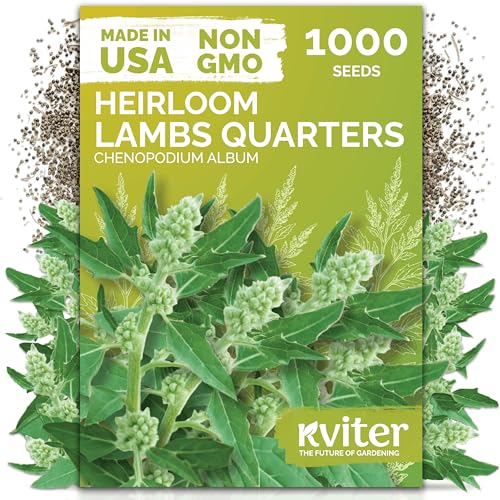 KVITER 1000 Lambs Quarters Seeds (Chenopodium Album) - Goosefoot Wild Spinach Edible Leaves Heirloom Herbs Seed Non GMO - Annual Herb Seeds in Seed Packets for Outdoor Gardens or Raised Beds