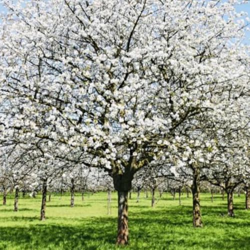 Snow Cherry Blossom image