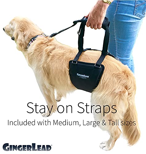 Gingerlead Dog Sling Hip Lift Harness, Tall Male Fits Tall, Lean Dogs Like Greyhounds Or Great Danes. Padded Support Aid To Help Pets Up Or Down Stairs, In Or Out Of Vehicles. Made In U.s.a. #TOP5