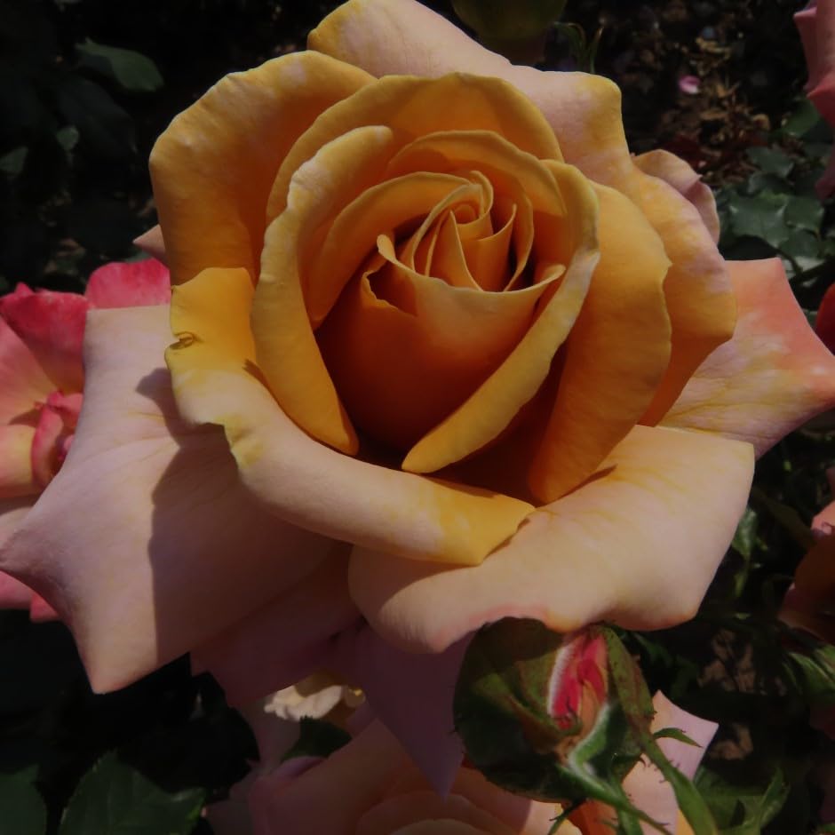Loving Son - 5.5lt Potted Hybrid Tea Garden Rose Bush - Burnt Copper Orange Fragrant Blooms - Exclusive - Gift Rose