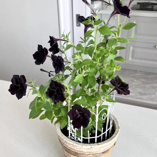 semi di petunia - semi selvatici balcone estate copertura perenne giardino resistente per l'esterno petunia ciondoli 600pcs