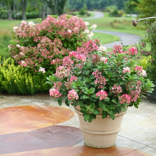 2 Gal Proven Winners Little Quick Fire Hydrangea, Rich Pink and Creamy White