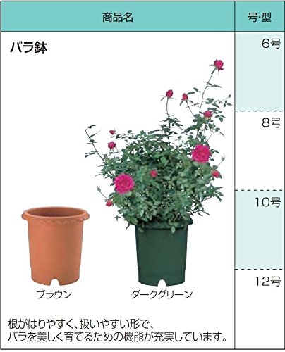 Amazon | リッチェル バラ鉢 12号 ダークグリーン | 鉢