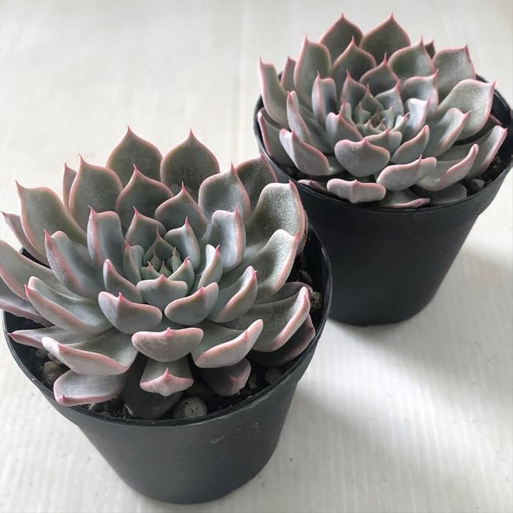 グレーとピンクの多肉植物*6 Amazon｜多肉植物 skエケベリア グレイローサ 多肉植物