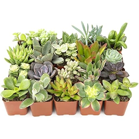 Assorted Potted Succulent Plants (20 Pack) for Natural Home Decor and Easy Care Cover