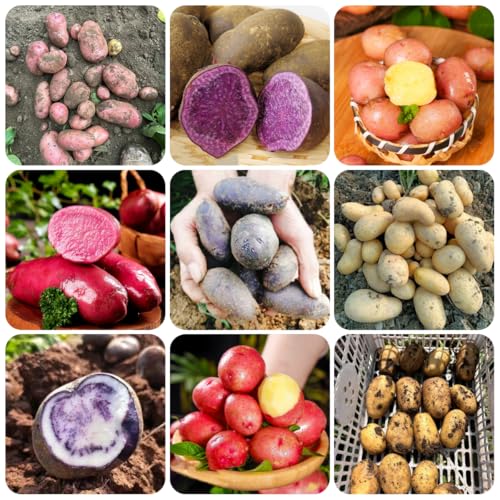 pflanzkartoffeln kaufen, alte sorten indoor winterhart bio mehrjährig balkon garten 400samen