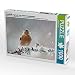 Produktbild CALVENDO Puzzle Schottlands Vogelwelt - EIN Porträt in Zeichnungen 1000 Teile Lege-Größe 64 x 48 cm Foto-Puzzle Bild von Friederike Küster