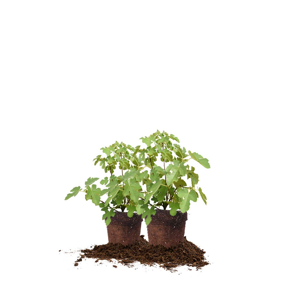 Black Mission 2 Pack