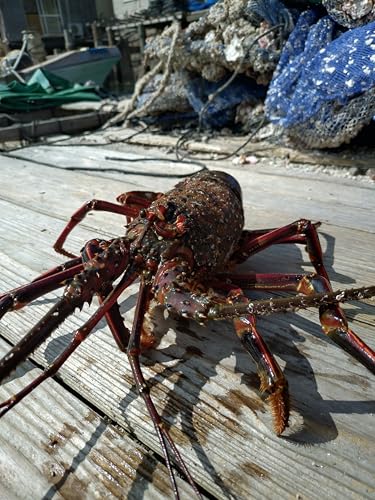 yQYzX^[CZGr C1`z (N[)