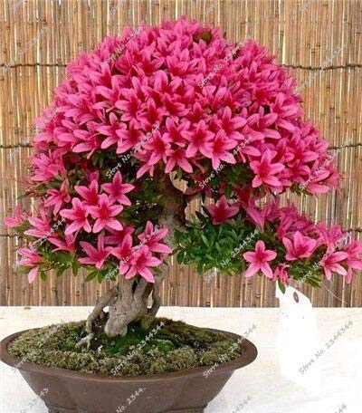 20 Semi Di Ciliegio Piangente - Per Bonsai Sakura | Giardino DIY - Foto 11