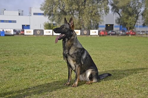 Dingo Gear Set - 2 x Trainingshalsbänder - 1 mit 1 Begrenzer und 1 mit 2 Begrenzern, wasserdicht, langlebig, für K9, Hundetraining, IGP, Agitation, Gehorsam, Schwarz XS (S10055)
