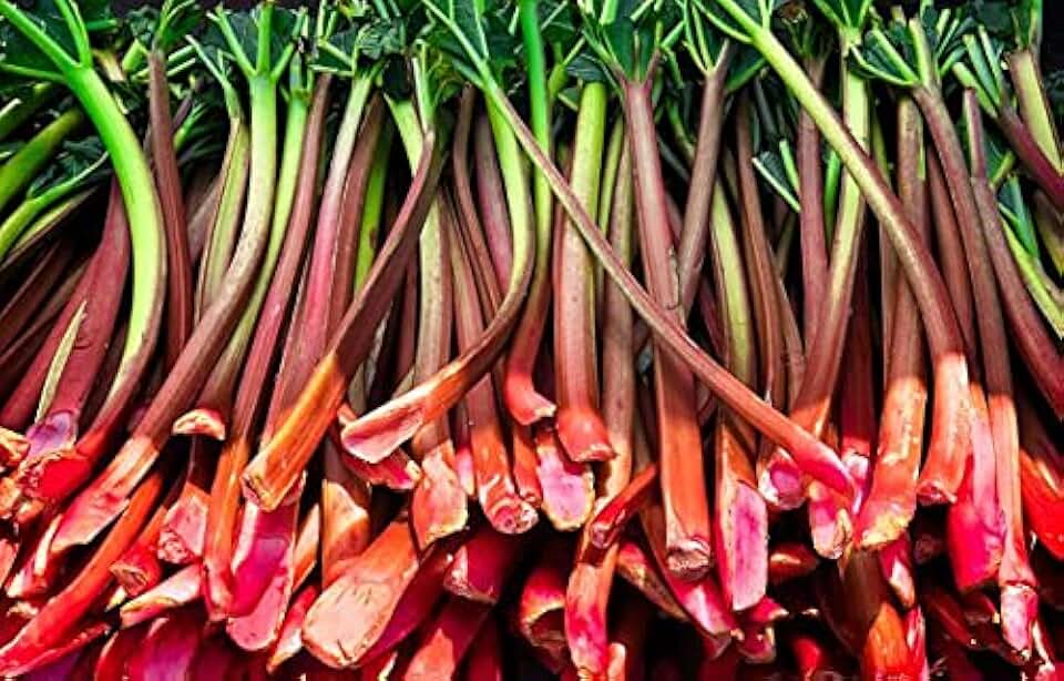 rhubarb plants