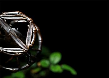 Amazon｜gannbarou 茶道具・蓋置 唐銅 笹蟹蓋置 茶道 抹茶 華道 カニ