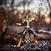 Marvel Guardians of the Galaxy 6-inch Legends Series Marvel’s Kid Nova