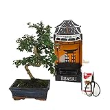 Bonsái Carmona 8 años PACK INICIACIÓN BONSAI NATURAL DE INTERIOR DE CARMONA 8 AÑOS INCLUYE TIJERAS 120MM Y ABONO ECO