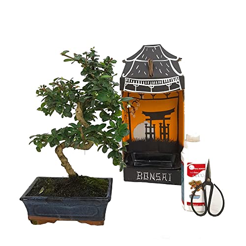 PACK INICIACIÓN BONSAI NATURAL DE INTERIOR DE CARMONA 8 AÑOS INCLUYE TIJERAS 120MM Y ABONO ECO
