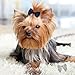 Clipband Puppy Dogs Hair Barrettes Bows with Rubber Bands,Hair Accessories Bow Pet Grooming Cute Pet Small Hair Bowkno (60pcsStyle A)