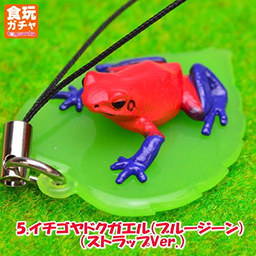 Amazon.co.jp: 【ヤドクガエル マグネット × ストラップ】リマニー