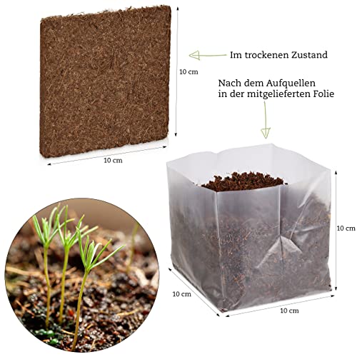 Saatgut Geschenk Set: Premium Saatgut Set zum Tannenbaum Pflanzen mit Blaufichte Saatgut und Nordmanntanne Saatgut – Kleinigkeiten – OwnGrown Tree