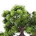 Juvale Artificial Bonsai Tree - 10.5 x 8.75 x 4.75 in, White Pot - Miniature Realistic Bonsai Plants Indoor Desk Plant - Bookshelf & Home Office Decor