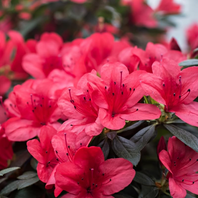 Red Azalea Plant in 4 Inch Pot, 8-10 Inch Tall, Azalea Bush Rhododendron Like Flowering Shrub with Vibrant Spring Blooms for Garden and Containers