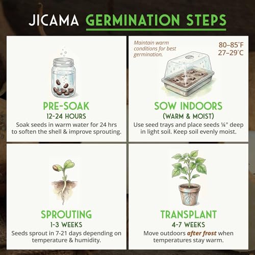 Jicama Seeds for Planting – True Jicama (Pachyrhizus erosus) Mexican Turnip or Yam Bean Root Vegetable – Drought-Tolerant Warm-Season Vine – Heirloom Non-GMO – Survival Garden Seeds (3 Packs)
