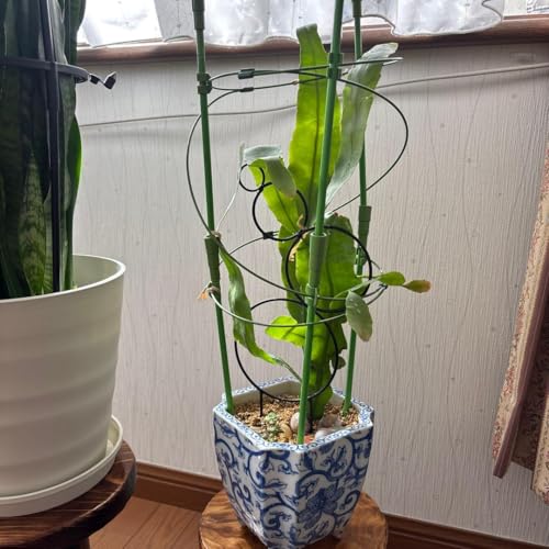観葉植物 月下美人」の人気商品一覧 | 安い商品を通販サイトから探す