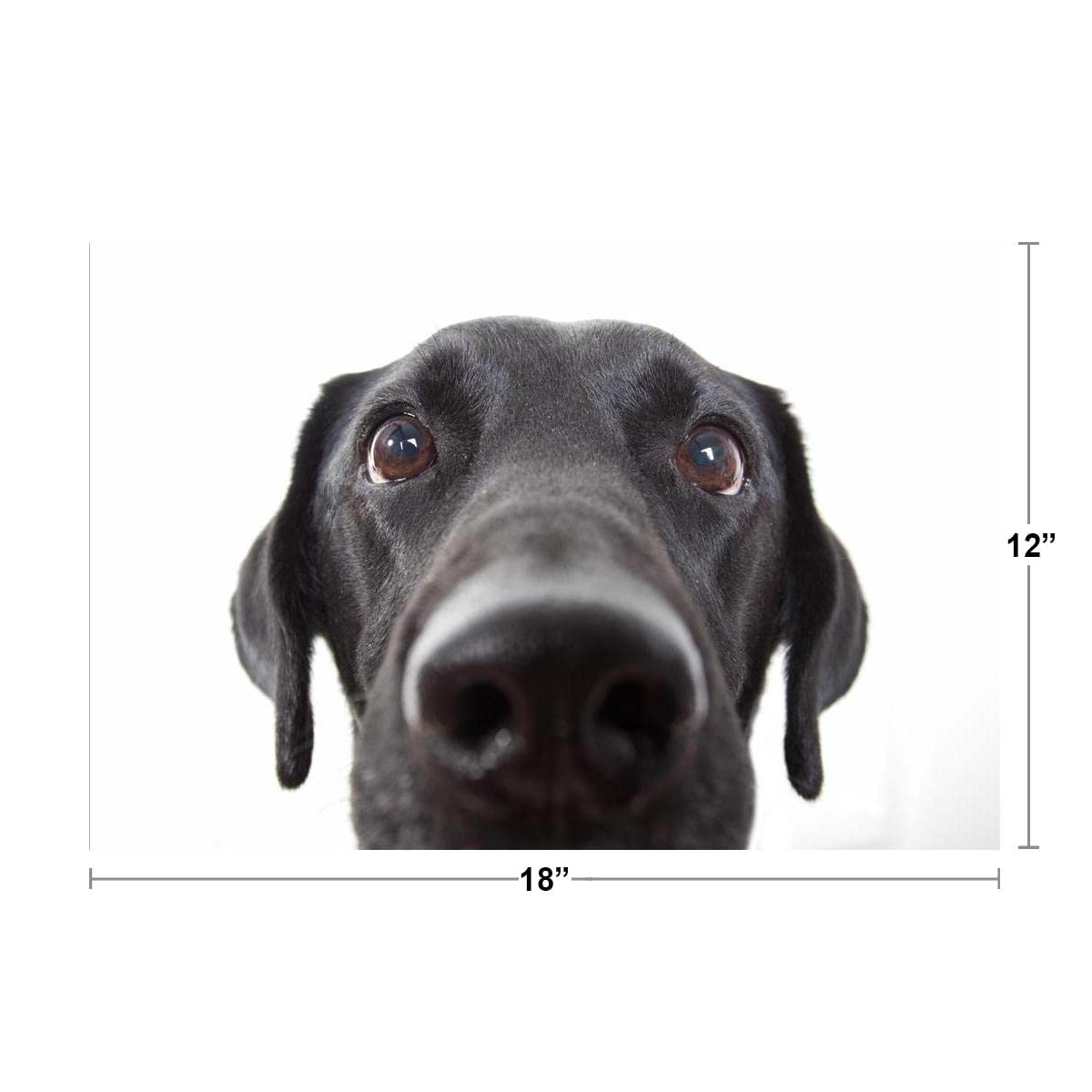 Black Lab Portrait ubicaciondepersonas.cdmx.gob.mx