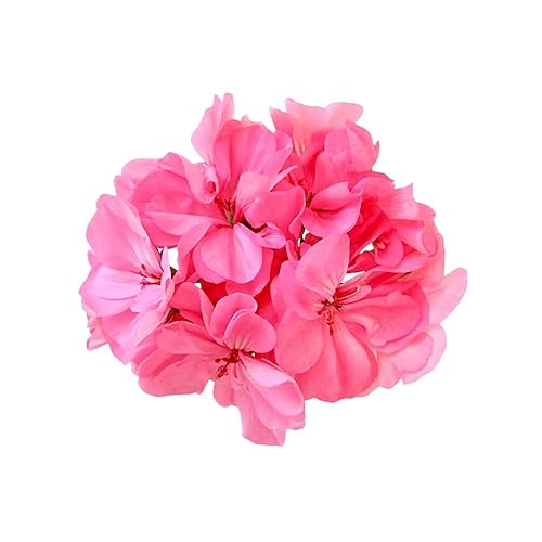 Miniatura 5 de Henné Organics Crema de Manos de Lujo - Hidratante Natural para la Piel - Blomma Floral